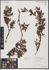 Foto von Salix breviserrata Flod.
